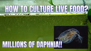 How to Culture Daphnia Secret Method to Breed MILLIONS  Simply Aquatic [upl. by Elleynad]