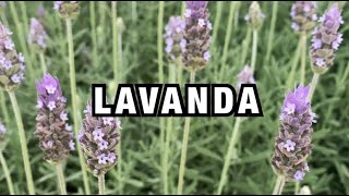 COMO CUIDAR E FAZER MUDA DA LAVANDA [upl. by Llenej]