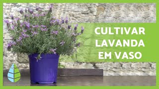 Como CULTIVAR LAVANDA em VASO 💜 Rega adubo poda e MAIS [upl. by Grindle]