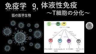 免疫学9 体液性免疫〜T細胞の分化〜 [upl. by Dranal20]