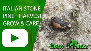 Italian stone pine  grow care amp harvest Pinus pinea [upl. by Nivak]