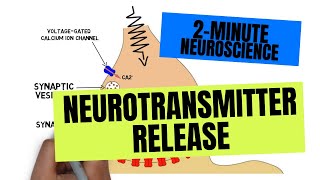 2Minute Neuroscience Neurotransmitter Release [upl. by Ohare]