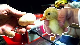 Incubating Duck Eggs from START TO FINISH  Rite Farm 3600 Incubator [upl. by Otanutrof]