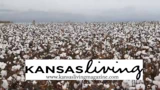 Growing and harvesting cotton [upl. by Sollows]