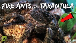 Fire Ants vs BirdEater Tarantula [upl. by Leandra861]