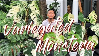 Variegated monstera care and propagation [upl. by Ataliah]