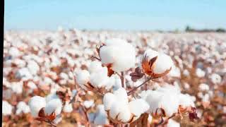 History of cotton [upl. by Afatsuom]