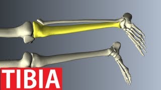 Lower Limbs Anatomy  Tibia  Leg Anatomy [upl. by Haimorej]