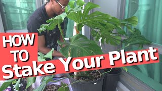 How to stake your plant for a perfect Monstera [upl. by Lezned]