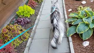 Maine Coon Felix The daily walk [upl. by Myrilla]