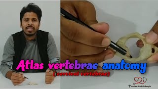 Atlas vertebrae anatomy  Atypical cervical vertebrae  Bangla Demonstration [upl. by Mabelle]