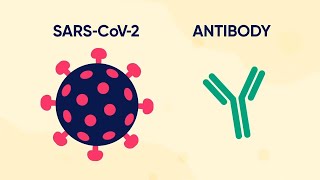 ANA Test  ANA Titre Test  Antinuclear Antibody Test  Fluorescent Antinuclear Antibody Test [upl. by Kimbra]