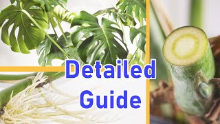 How To Propagate MONSTERA DELICIOSA 2 EASY Ways DETAILED [upl. by Innep]