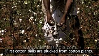 Cotton Textile Industry in India [upl. by Ainav]