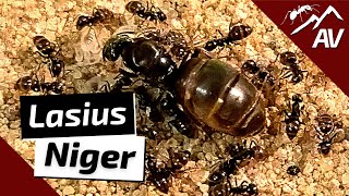 Lasius Niger The Black Garden Ants  Ant Guide [upl. by Airetal]