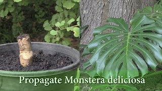 How to Grow Monstera deliciosa from Cuttings  Propagate Swiss Cheese Plant [upl. by Arundell]