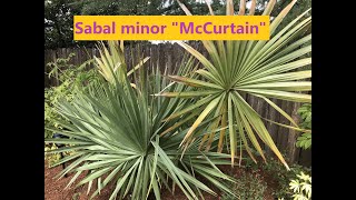 Sabal Minor quotMcCurtainquot  Growth rate [upl. by Ydissahc]