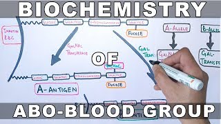 Biochemistry of ABO Antigens [upl. by Drehcir]