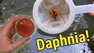 How I Culture Daphnia In Outdoor Tubs [upl. by Deron244]