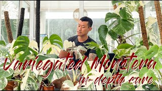 Maintaining variegation and buying guide for the variegated Monstera [upl. by Albina745]