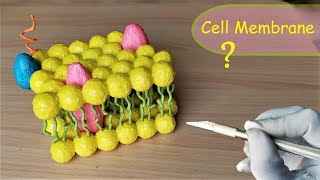 How to make Cell Membrane Model  DIY Project [upl. by Eydnarb]