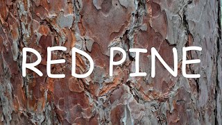 How to identify red pine Pinus resinosa  TREE ID 3 [upl. by Eilyab]