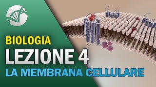 BIOLOGIA  Lezione 4  La Membrana Cellulare [upl. by Nee663]