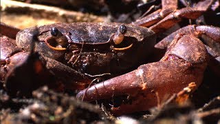 Ants vs Crab  Natural World Ant Attack  BBC Earth [upl. by Aekal]