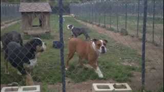 Olde English bulldogge farm [upl. by Mcclenaghan]