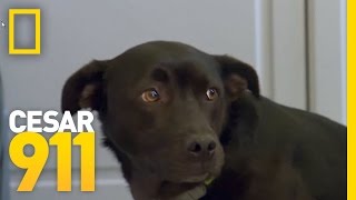 How To Build A Dogs SelfEsteem  Cesar 911 [upl. by Zaria]