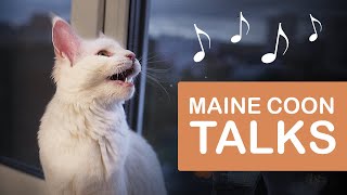 What Does A Maine Coon Sound Like  MAINE COON KITTEN meowing [upl. by Arraes]