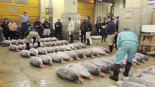 Tsukiji Fish Market Bluefin Tuna Auction Tokyo Japan [upl. by Joao]