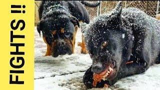 How do I Handle Dog Fights Over RAW Food  Pack Feeding Video K9 MukbangPackBang [upl. by Gerri]