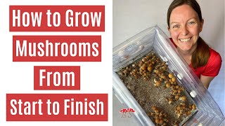 How to Grow Mushrooms from Start to Finish in a Monotub [upl. by Elane120]