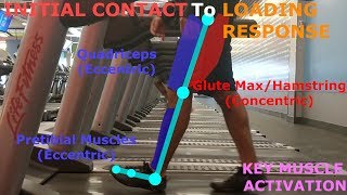 THE PHASES OF WALKING GAIT CYCLE BREAKDOWN [upl. by Ahsemed]