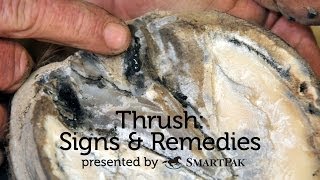 Thrush Signs and Remedies [upl. by Akcimehs617]