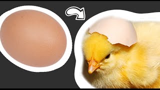 From Egg to Chick [upl. by Carpio]