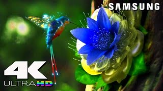 4K ULtra HD  SAMSUNG UHD Demo׃ LED TV [upl. by Vish]