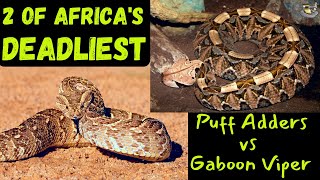 Ultimate Showdown Gaboon Viper vs Puff Adder [upl. by Ynhoj733]