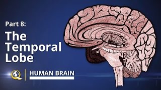 Temporal Lobe  Human Brain Series  Part 8 [upl. by Sibella]