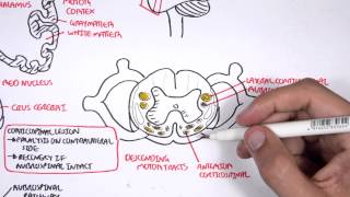 Neurology  Motor Pathways [upl. by Goldman]