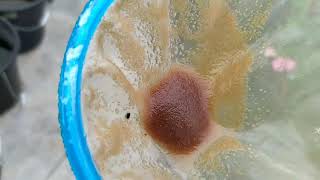 How to culture daphnia moina in a small container Part 1 English Subtitle [upl. by Enecnarf]