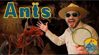 Ants for Kids  Educational Show For Kids [upl. by Worl]