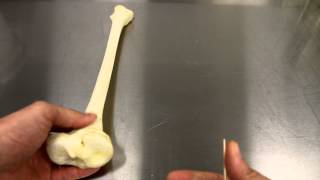 SKELETAL SYSTEM ANATOMY Bones of the lower leg Tibia [upl. by Navannod]