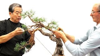 SakkaTen Bonsai demo by Kunio Kobayashi [upl. by Ibbison]