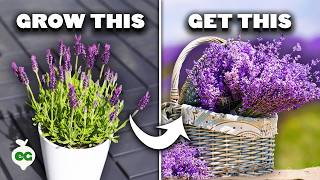 5 Tips to Grow Perfect Lavender [upl. by Daenis]