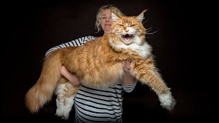 The largest Maine Coon cat in our family [upl. by Plunkett925]