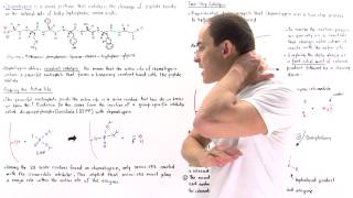 Chymotrypsin and Covalent Catalysis [upl. by Ardnassac]