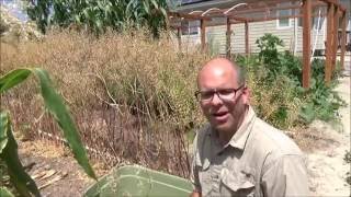 How to Grow and Harvest Mustard Seeds [upl. by Alyat]