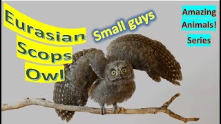 Eurasian Scops Owl facts🦉 European Scops Owl 🦉 calls similar to midwife toad 🐸 😎 [upl. by Odnarb]